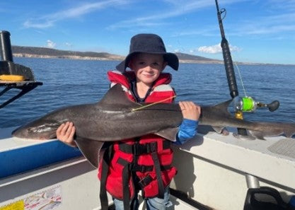 Catching Gummy Sharks