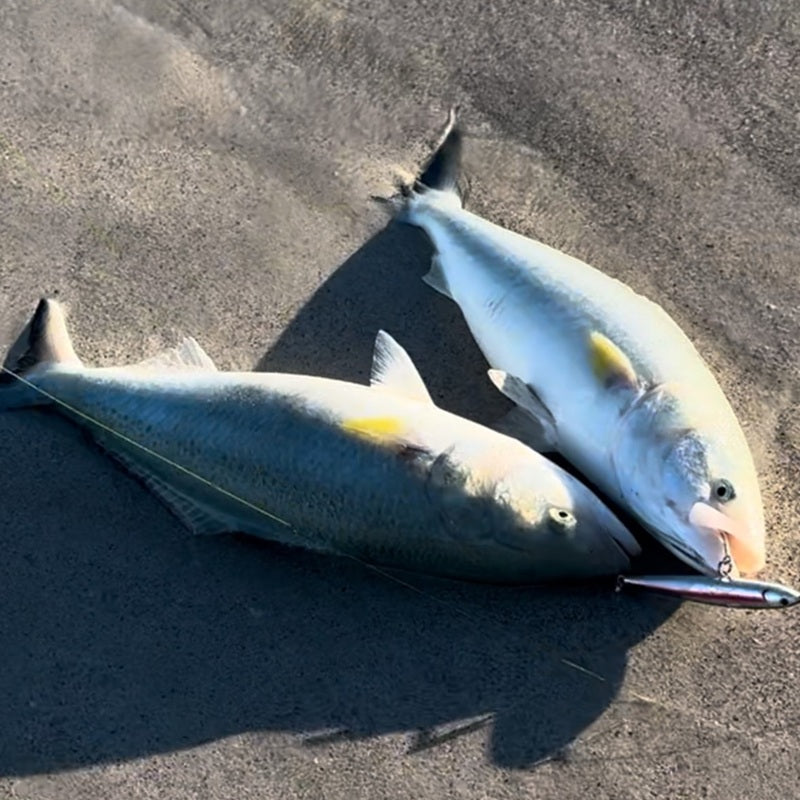 Fishing Report – Wednesday 24th June 2026